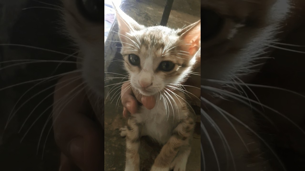 تعرف على سر جمال هذه القطه 😍 #trending #cat #animals #حيوانات أليفه