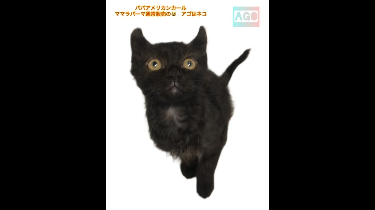 黒猫🐈‍⬛ちゃん。パパアメリカンカールママラパーマ通常販売の😸　アゴはネコ