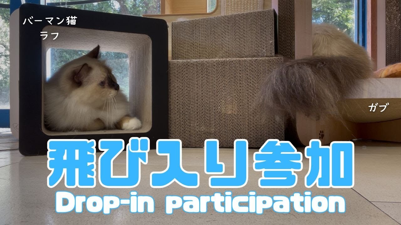バーマン猫ラフとガブ【飛び入り参加】Drop-in participation（バーマン猫）Birman/Cat