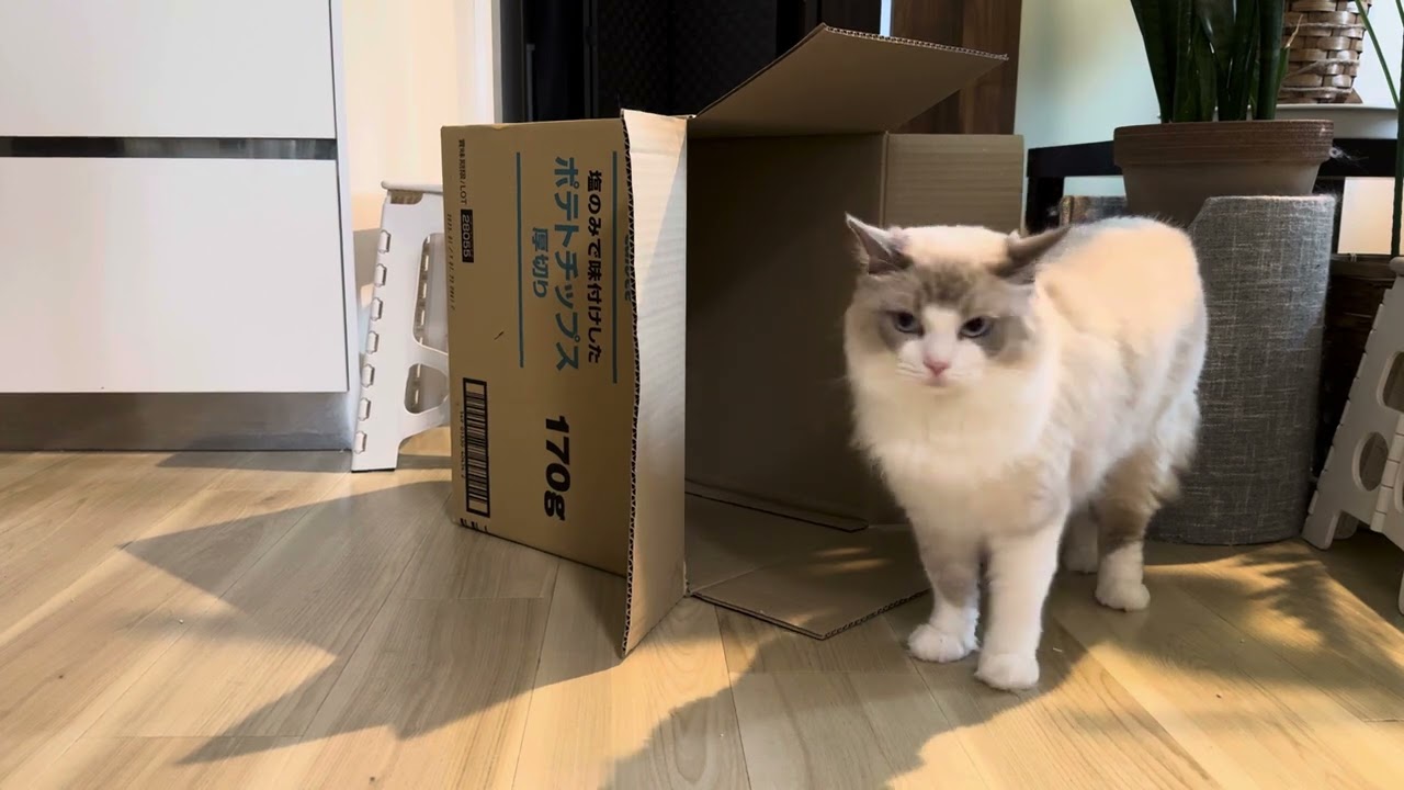 ダンボールと猫【ラグドールメインクーン】ある日の猫c338
