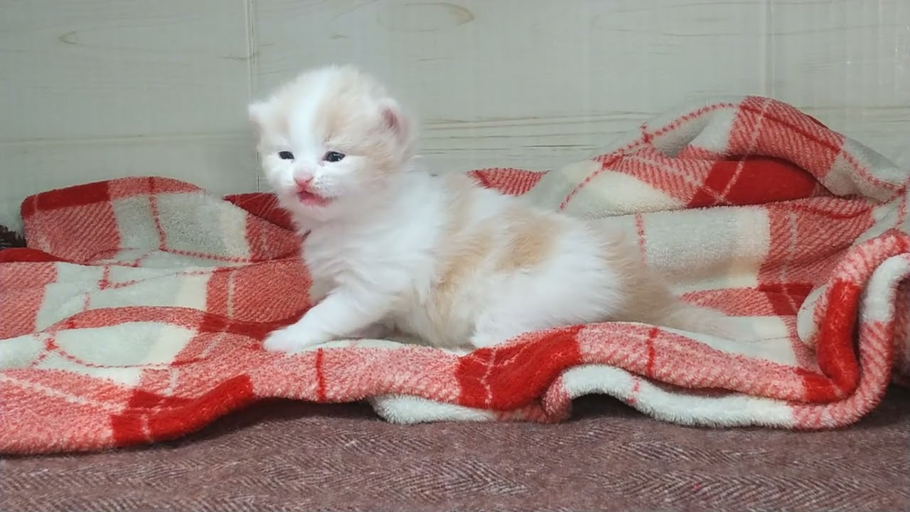マンチカン 【長足】初お披露目♪クリーム系のマンチちゃん💙（毛色：クリームタビーホワイト）
