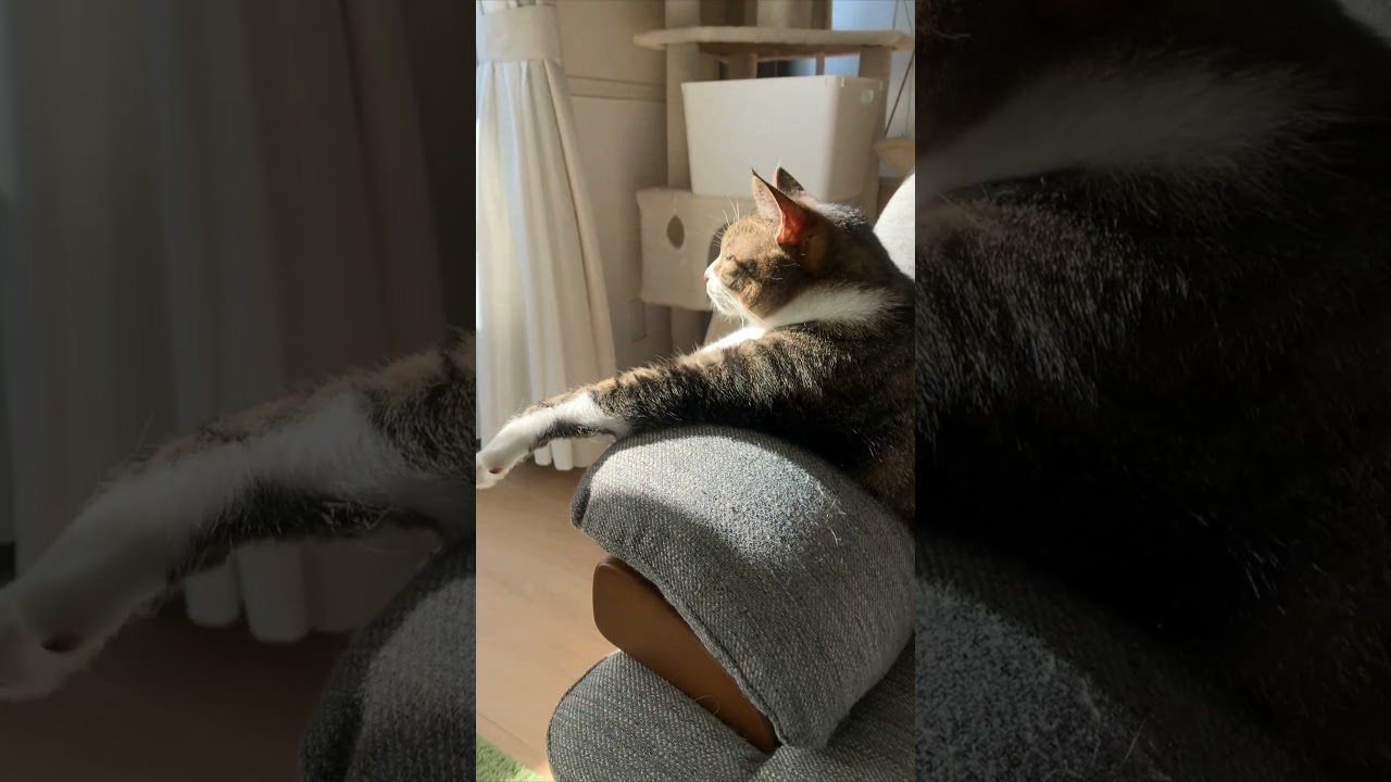 ひなたぼっこねっこ #cat #猫のいる暮らし #ねこ