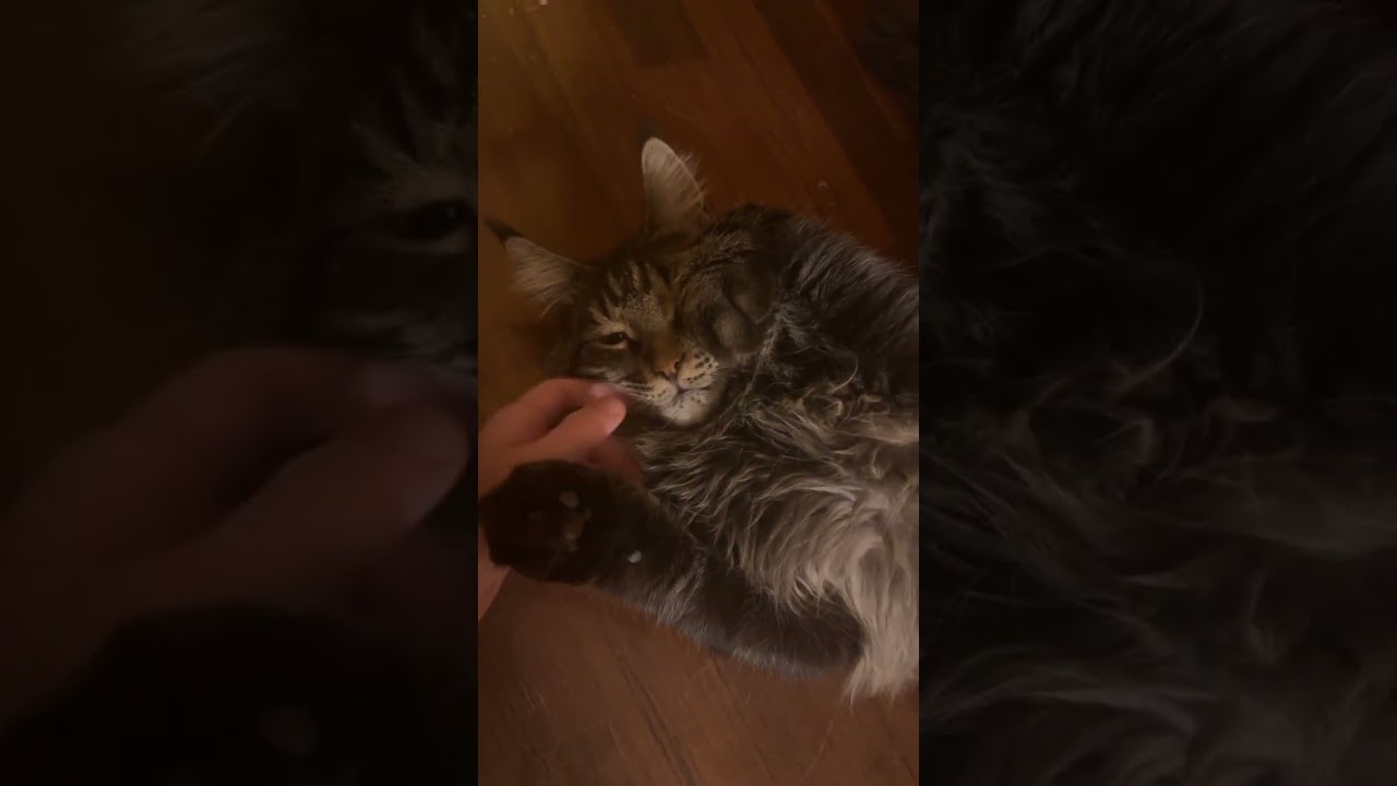 🐱💖 Lovely Maine Coon Cat #mainecoon #mainecooncatlovers #mainecooncat #cutecat #catlover #meow #cats