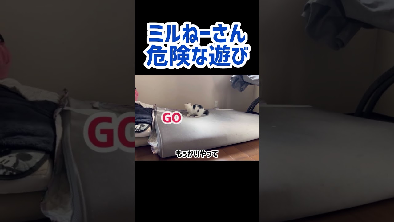 猫の危険な遊び。怪我しないでね