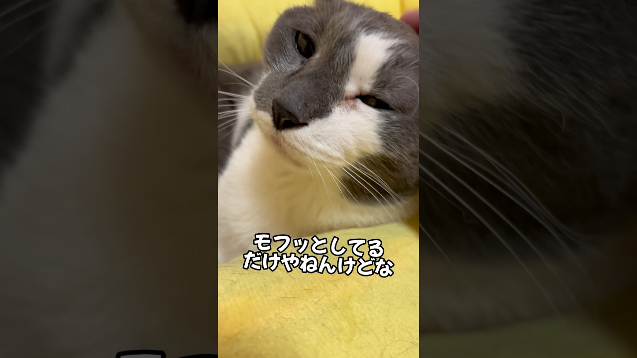 〚関西弁喋る猫🐱〛⁡みんな！俺やで！久しぶりに喋ってもうたわ🐱💗 #catsoftiktok #tiktok猫部 #シニア猫 #みんな俺やで #関西弁にゃんこ