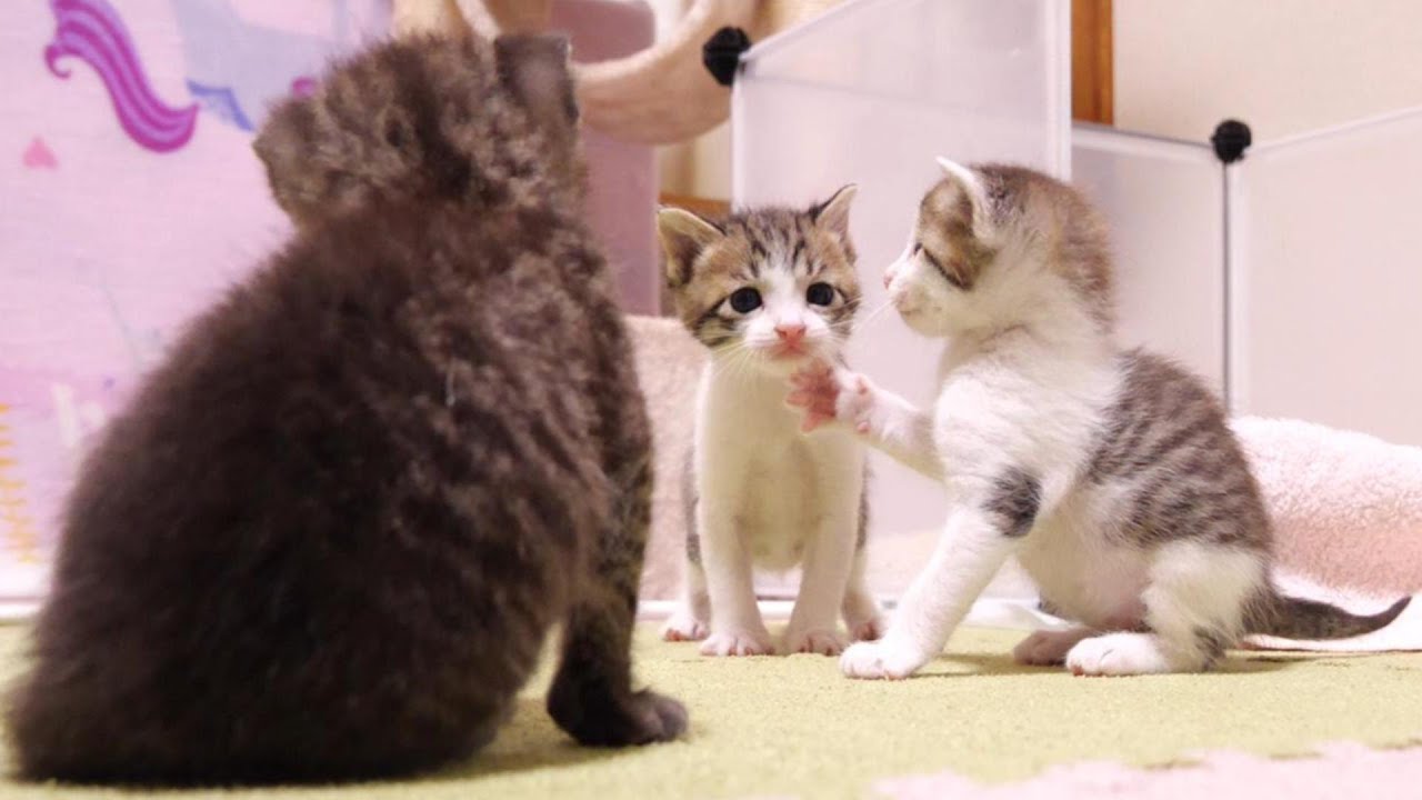 「顎クイ」している子猫がかわい過ぎ【赤ちゃん猫　保護猫】