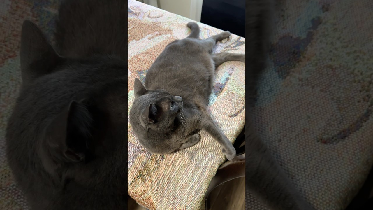 Sirik is lying on the table again #cat #cute #pet