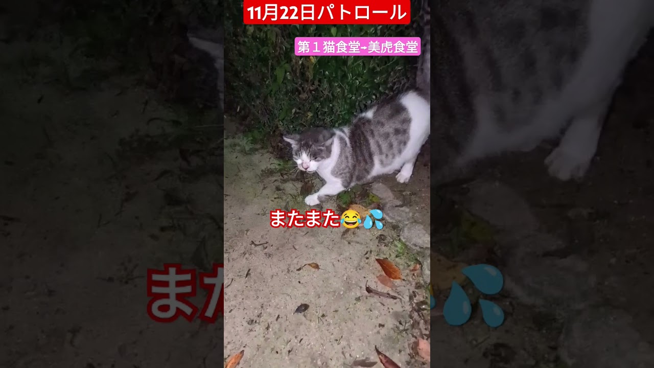 【11月22日パトロール】第１猫食堂→美虎食堂