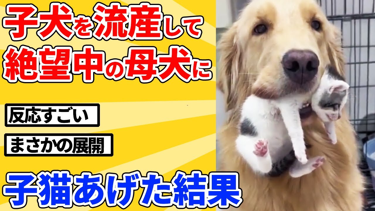 【2ch動物スレ】子犬を失った母犬に子猫を5匹プレゼントした結果