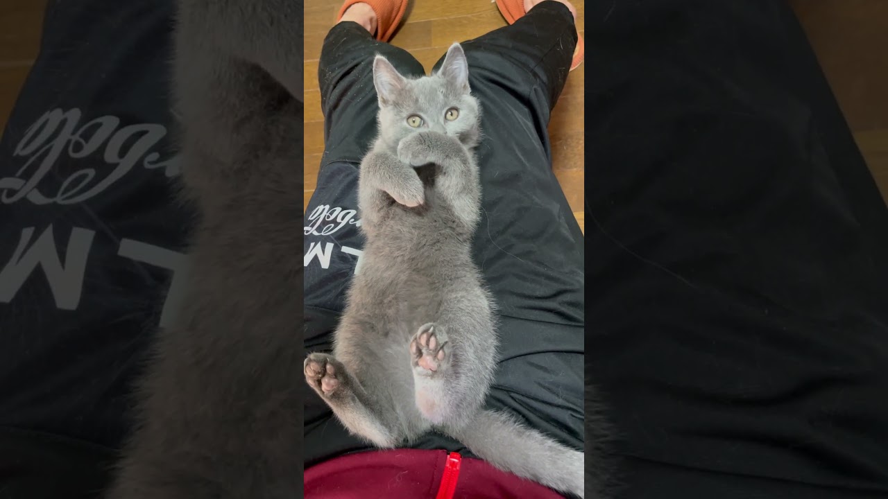 #shorts 9月6日生まれ【シャルトリュー子猫】素敵なキトン #シャルトリュー # #cat