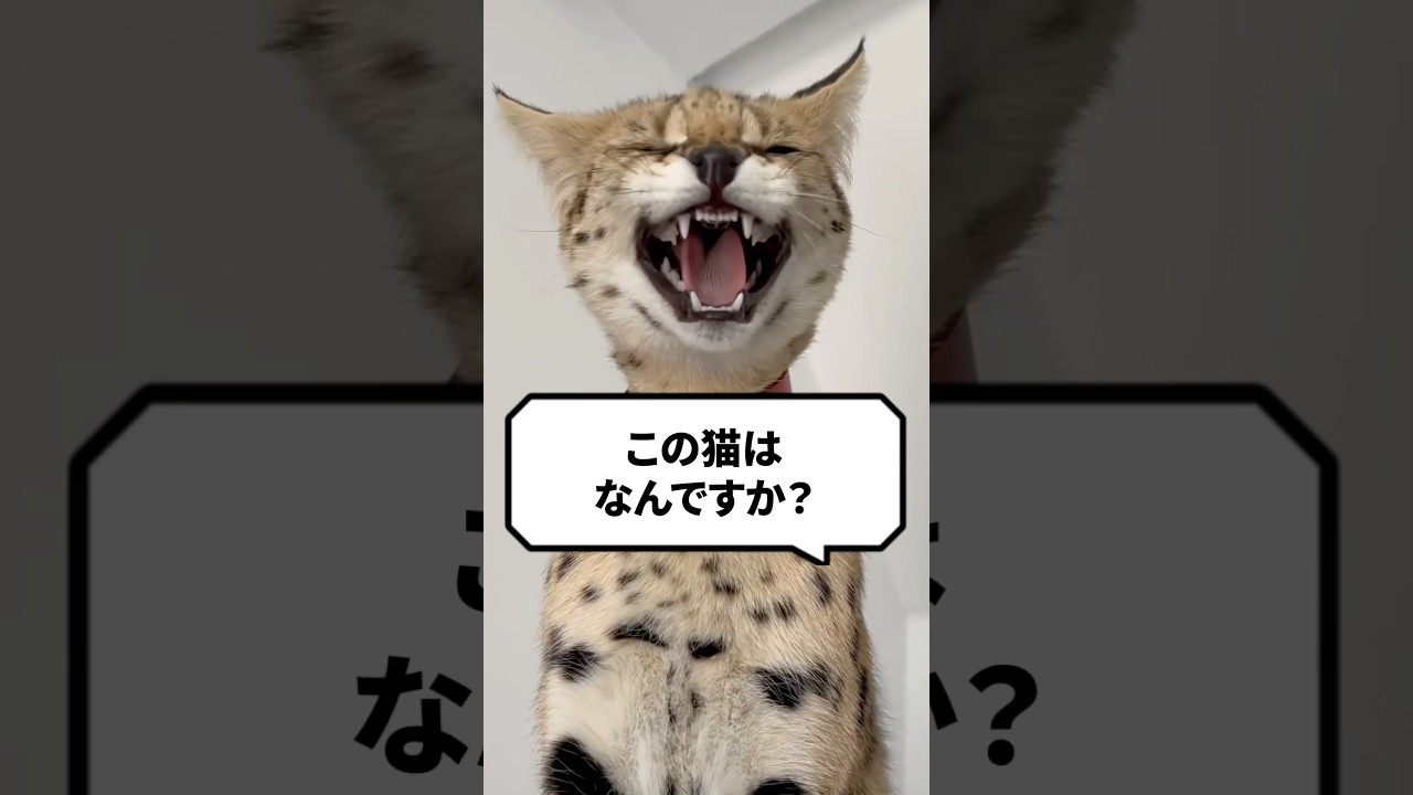 Q：この猫って何ですか？ #猫 #猫好きさんと繋がりたい #ねこ #サーバルキャット