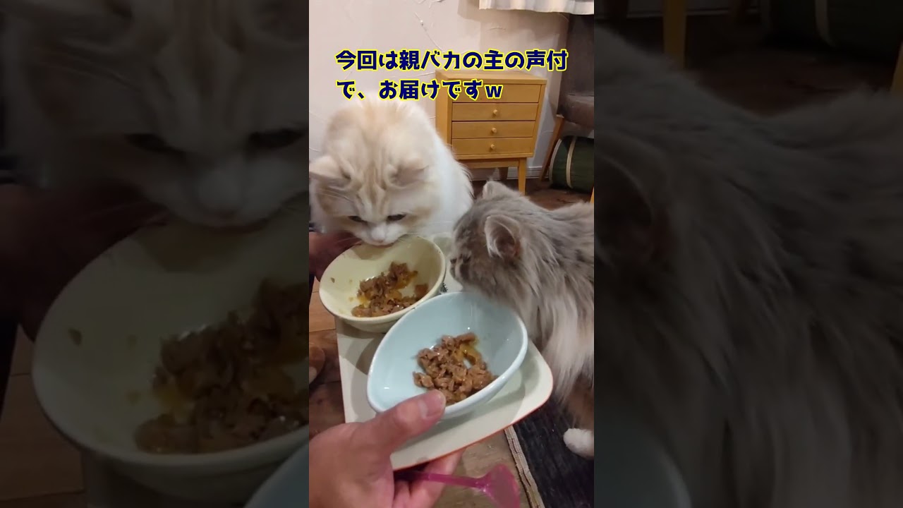 【ニャンコの親バカ日記！】（171）#ねこ動画 #cat#セルカークレックス#スコティッシュ#長毛猫