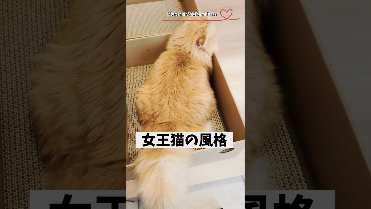 【マンチカン】女王猫の後ろ姿の迫力がすごかった 【犬と猫、両方飼ってると毎日かわいい♥】
