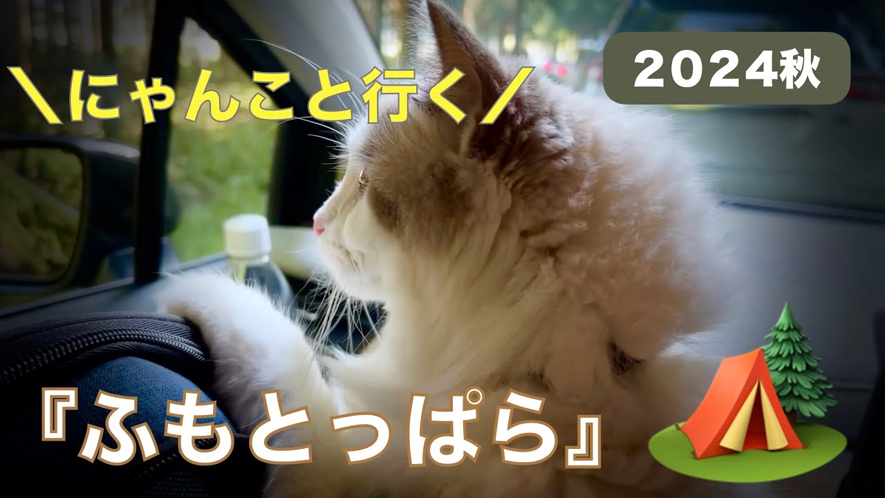 にゃんこと行く、秋のふもとっぱらキャンプ　ーラグドール猫のぽこにゃさんと満喫ー