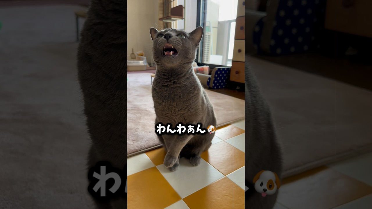 【ロシアンブルー】今朝のめろんのおねだりの様子です🤗寒いせいか少し咳してました【猫】#shorts