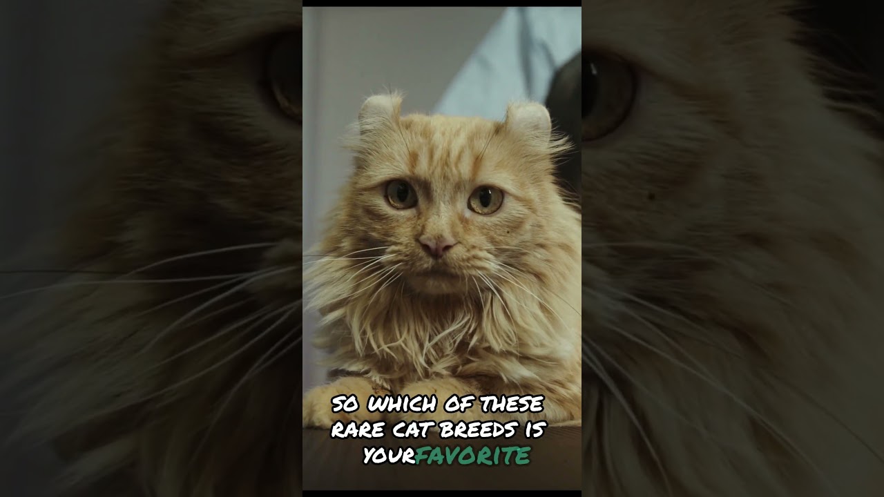 RAREST Cat Breeds You Won't Believe Exist!