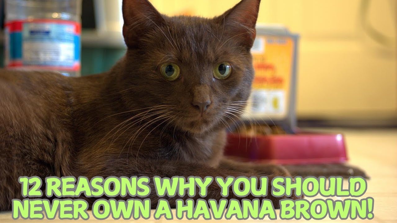 12 Reasons Why You Should Never Own a Havana Brown! 🐱🚫