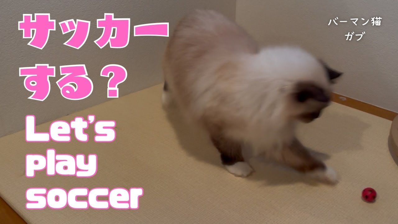 バーマン猫ガブ【サッカーする？】Let's play soccer（バーマン猫）Birman/Cat