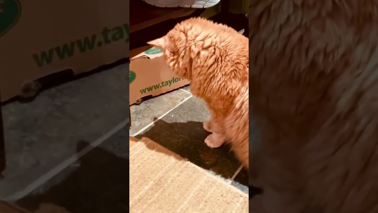 Korat Cat hides in box then Jumpscares her Brother