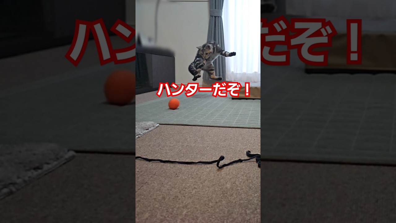 小さな猛獣❗❓i am a beast❗❓#cat#Shorts