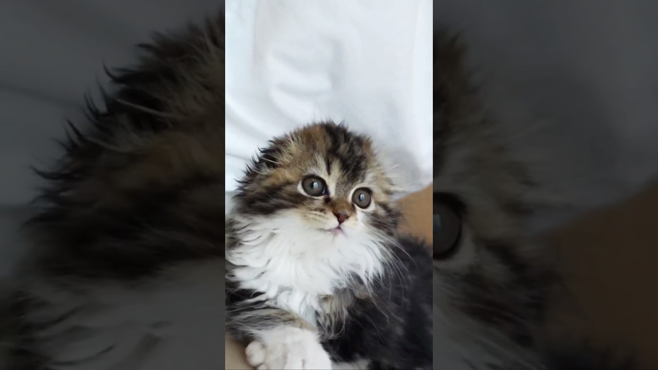 [Look-back] 🐈Scottish Fold kitten grooming on daddy's lap. Elle video No.L16