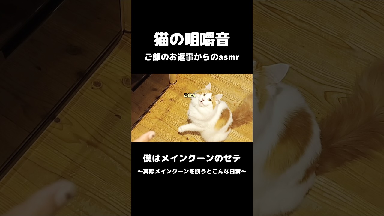 大型猫の咀嚼音 #shorts #メインクーン #猫のいる暮らし #cat  #mainecoon #咀嚼音