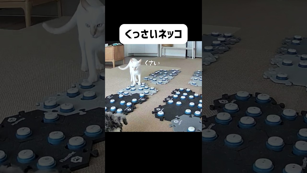 まさか…猫がこんなことを… ＃猫 ＃喋る猫