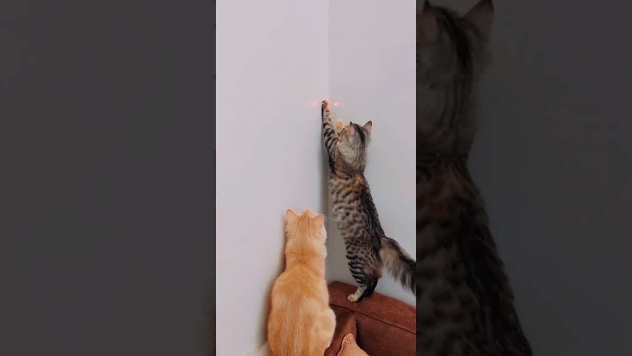 ALGUMAS CURIOSIDADES SOBRE GATOS #youtubeshorts #youtubevideo #curiosidades #videos #curiosidade