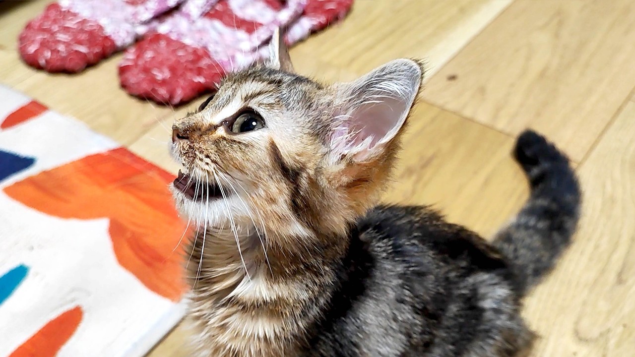 FIP闘病中の子猫、快方に向い始めた5日間。