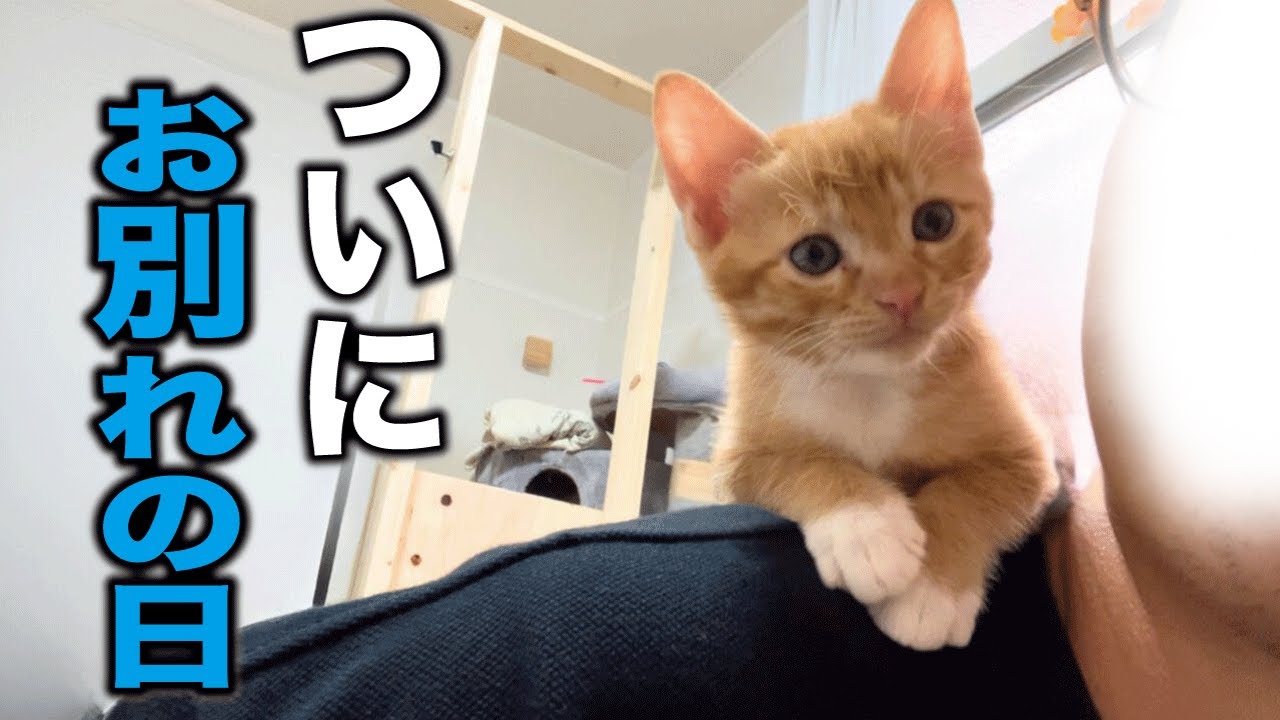 保護した子猫がとうとう旅立ちます。
