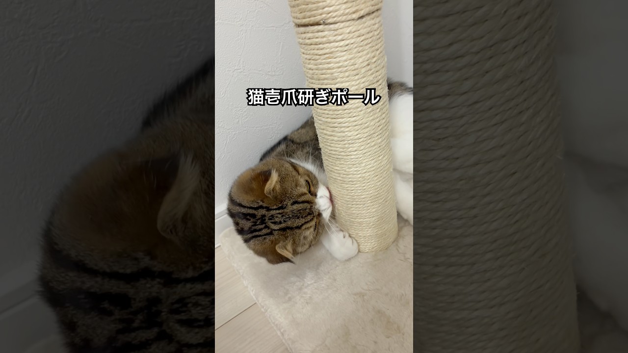 【スコティッシュフォールドスコ太郎】猫壱爪研ぎポール試してみた#cat #スコティッシュフォールド #可愛い #猫のいる暮らし