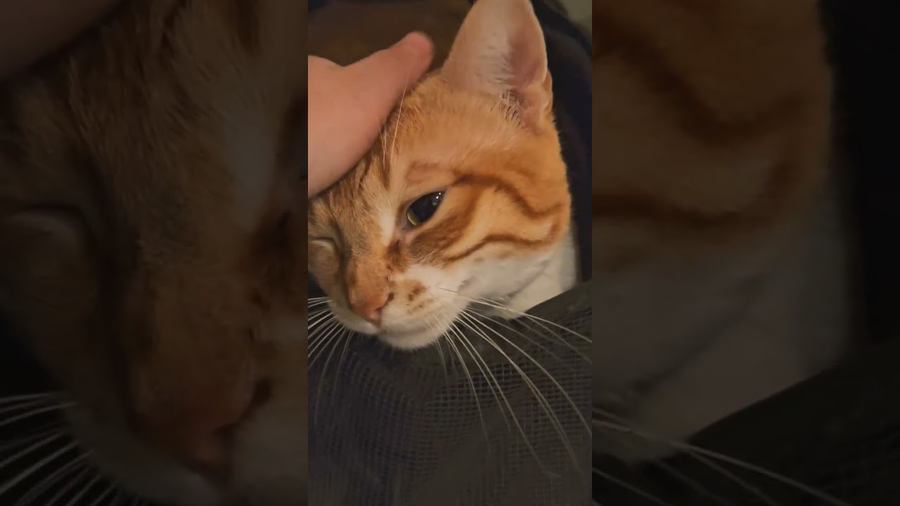 No-disturb zone does not work at all 😹#cute #cat #shortsfeed #shortsviral #shorts#short #shortsvideo