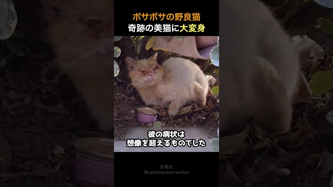 ボサボサの野良猫が奇跡の美猫に大変身