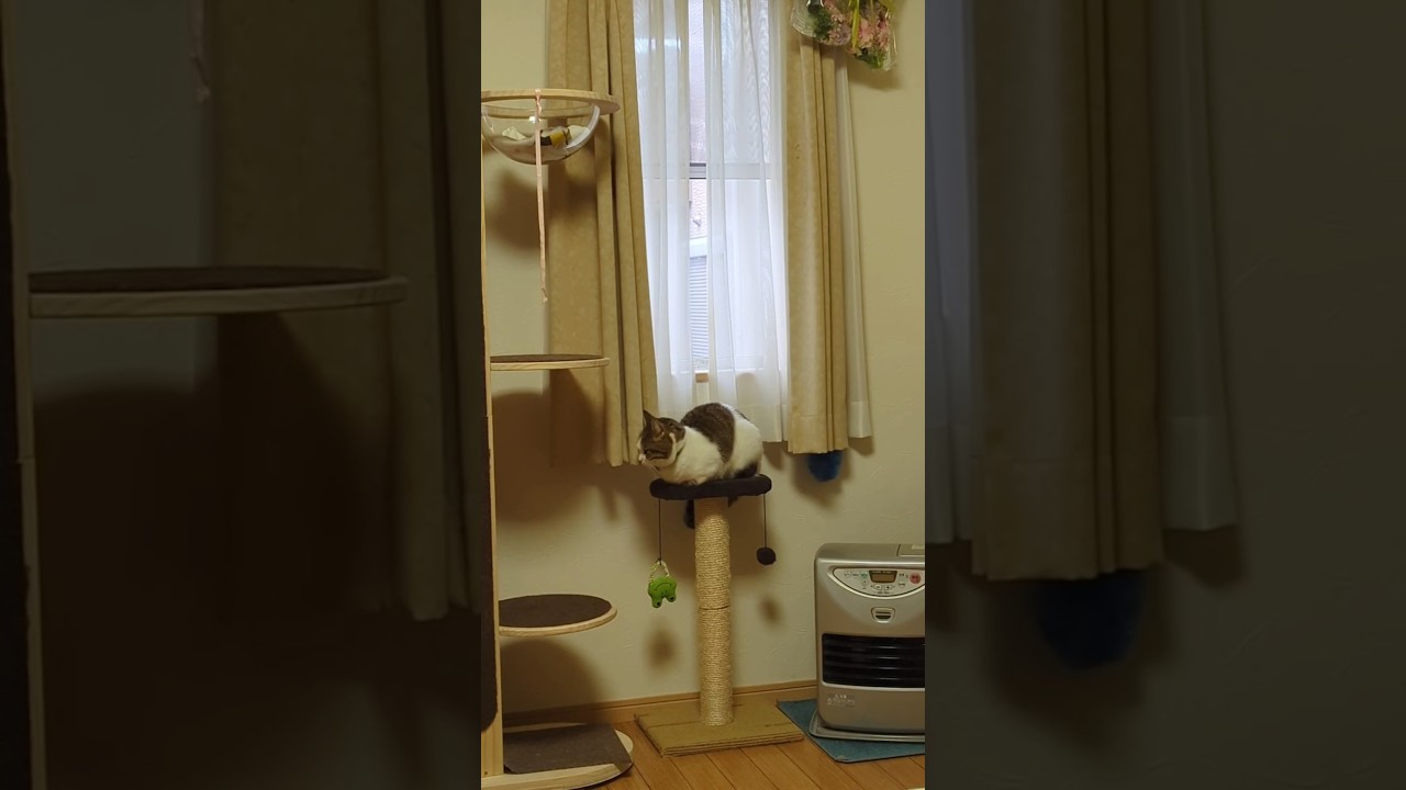 クラッキングの後小さく丸まる猫　 #長足マンチカン 　#shorts