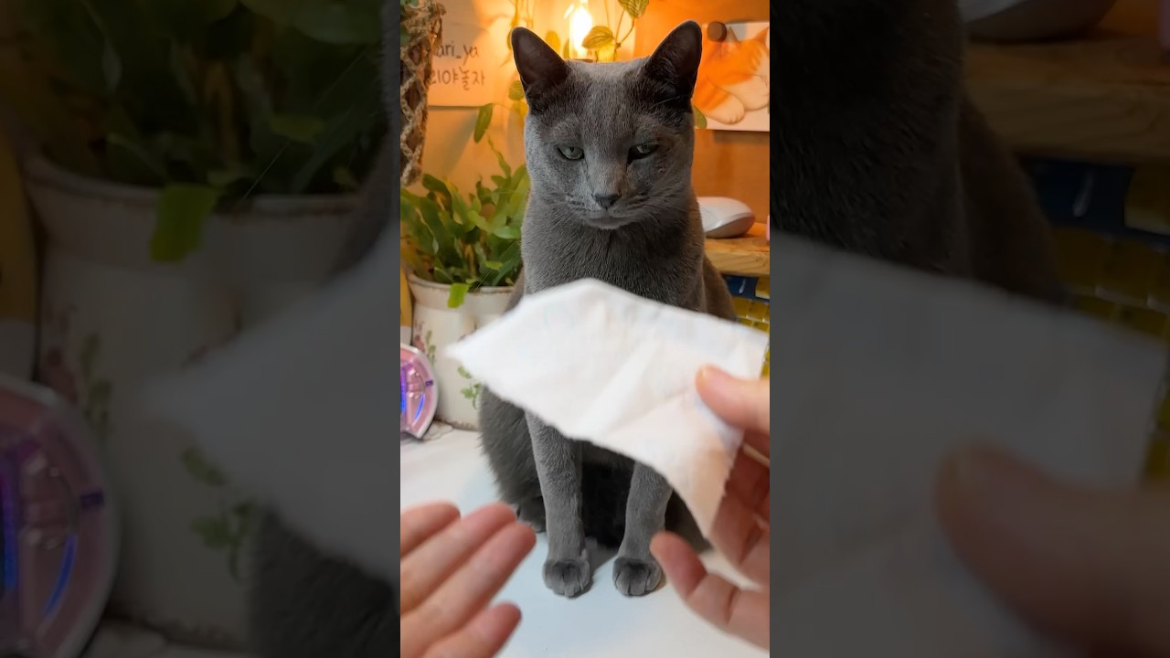 화장지? 고민하는 고양이 #고양이 #로제 #trick