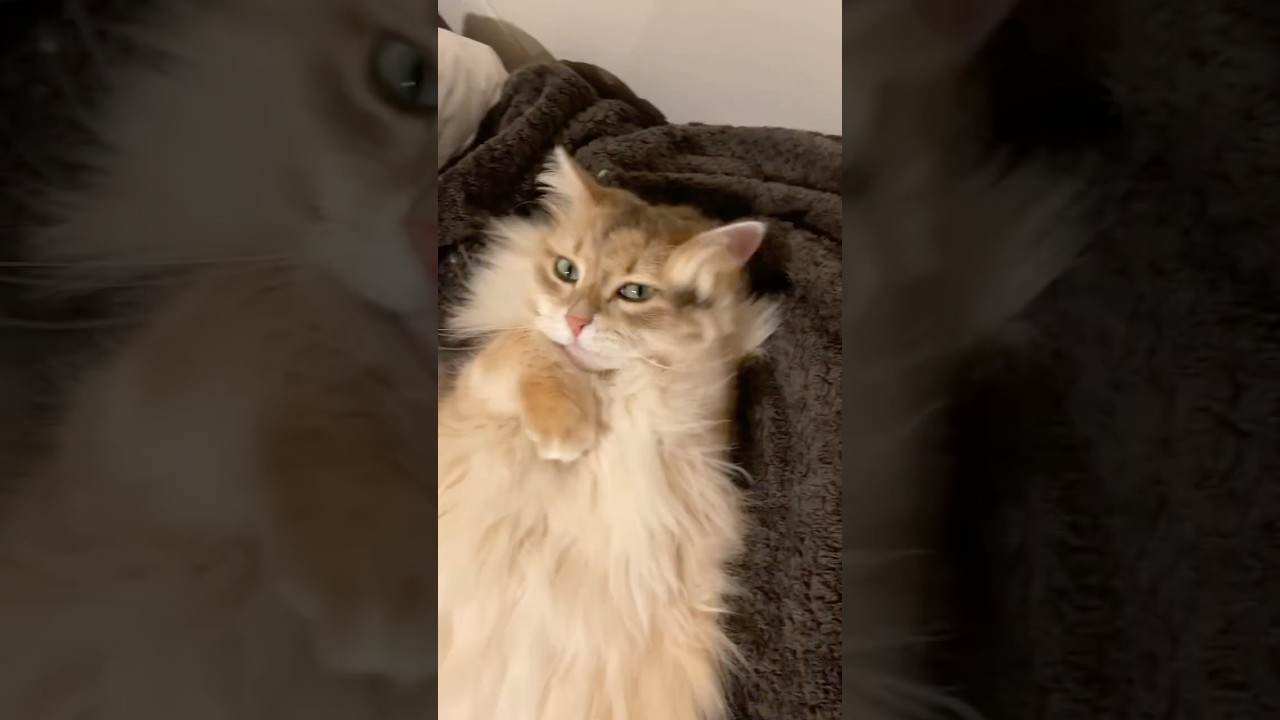 毛づくろいニャ #猫動画 #サイベリアン #cat #毛繕い