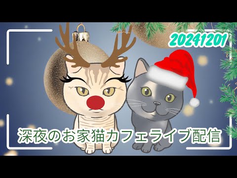 深夜のお家猫カフェライブ配信　246