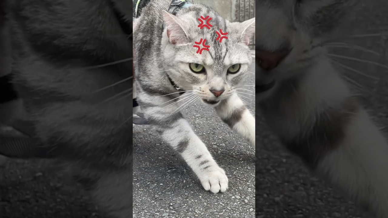 帰宅の時だけ悪い顔。 #アメリカンショートヘアー #帰宅拒否猫