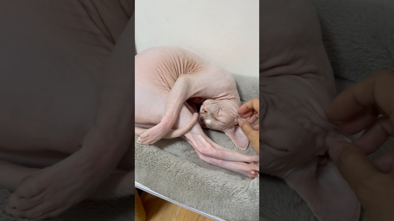 毛のない猫のおやすみスタイルが可愛すぎる【スフィンクス猫】