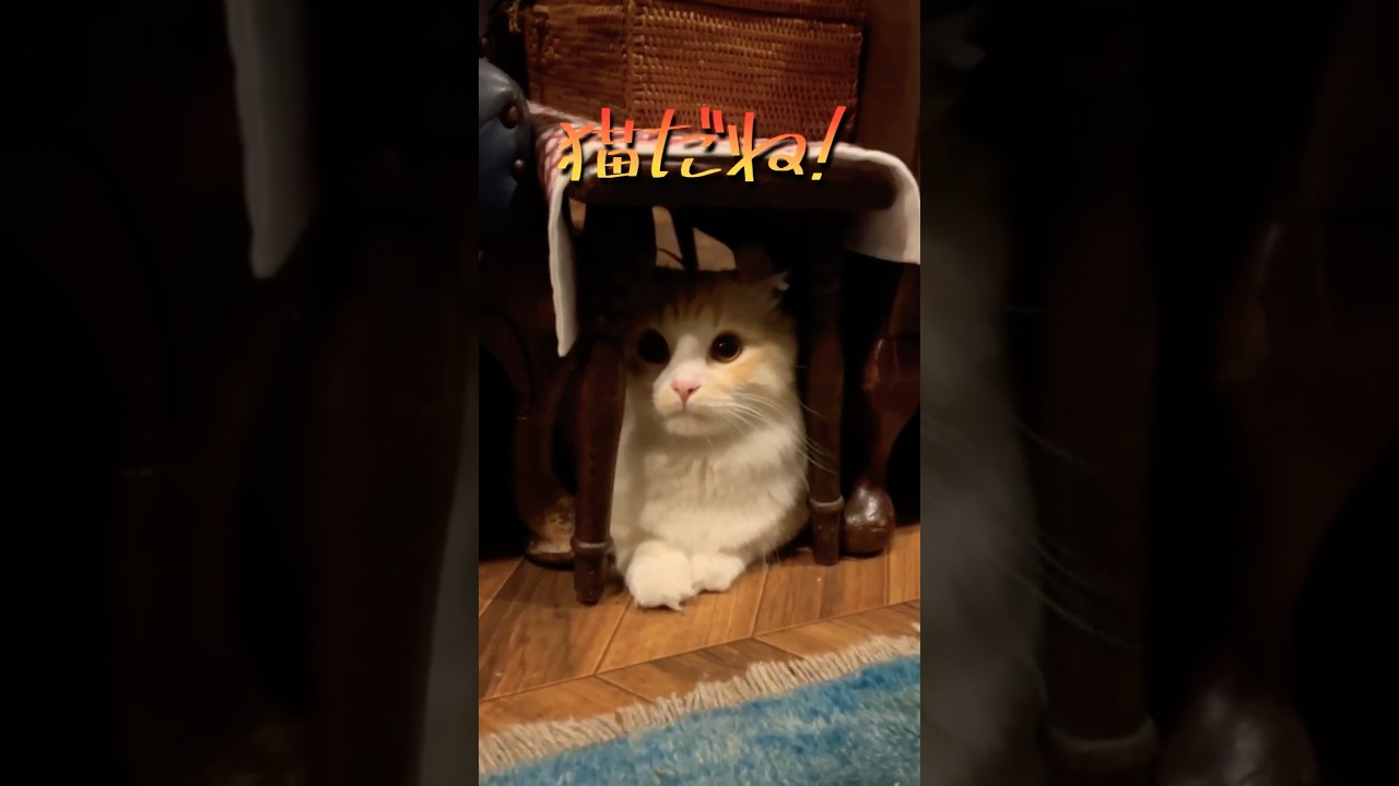 【キンカロー】興味津々あたまふりふり毛玉【マンチカール】