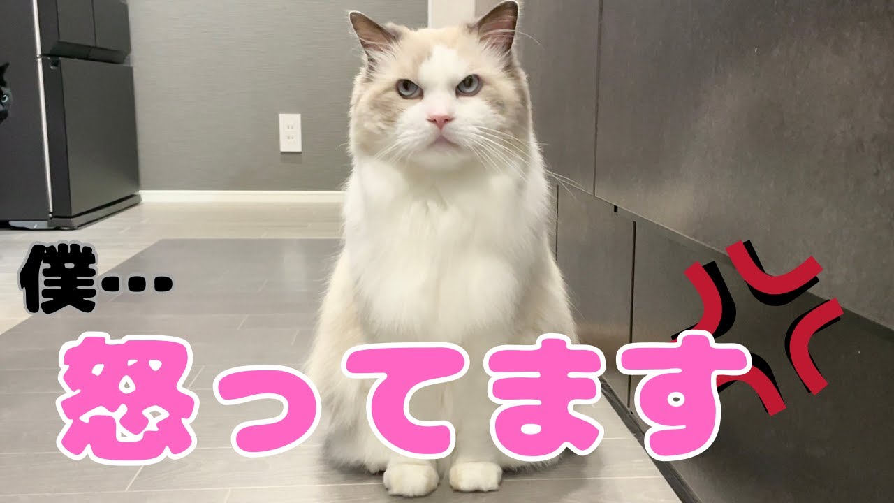 【ラグドールと黒猫の3兄弟】病院に行くことを伝えた前日　僕…怒ってます【Three brothers: a Ragdoll and tow black cats】