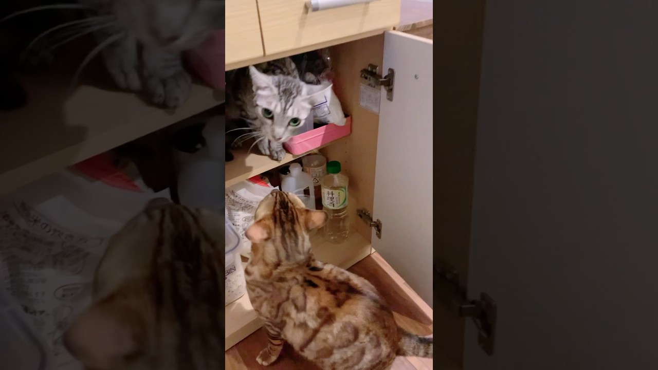 ユキオさん、何してるの！😹#cat #catcute #bengalcat #ベンガル#ocicat#癒し動画