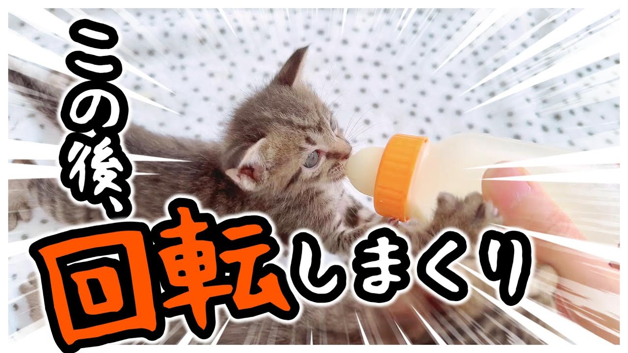 子猫が回転しながらミルクを要求！お腹いっぱいのはずなのに・・・【保護猫生活27日目】