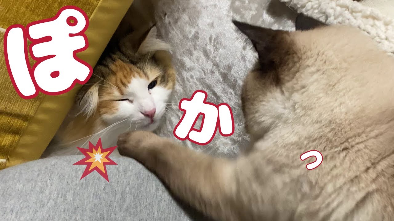 よわよわ猫パンチ世界大会、開幕。【保護猫/シャム猫/シャムミックス＆ノルウェージャンフォレストキャット】#cat #japanesecat