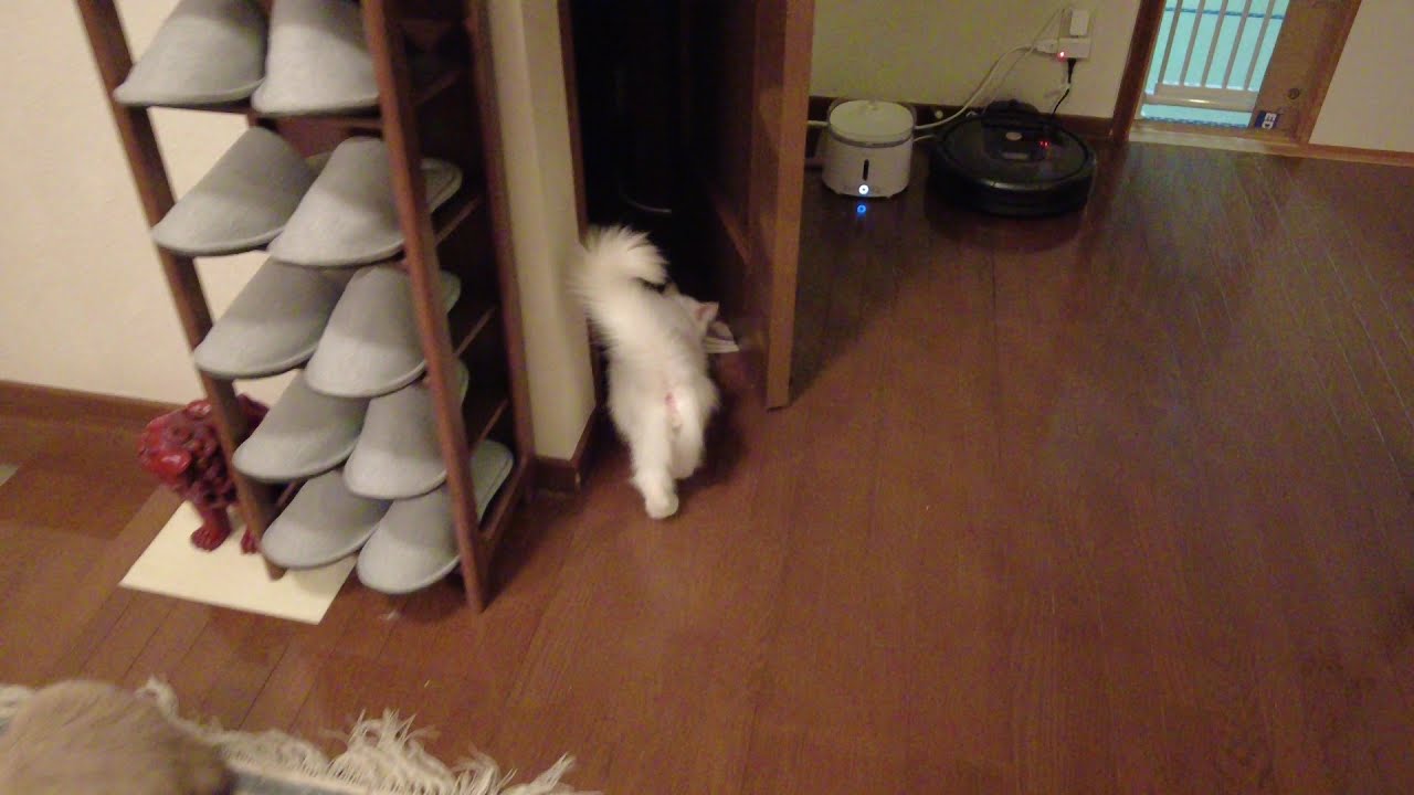 バーマンのカイくんが脱走しました(?_?)