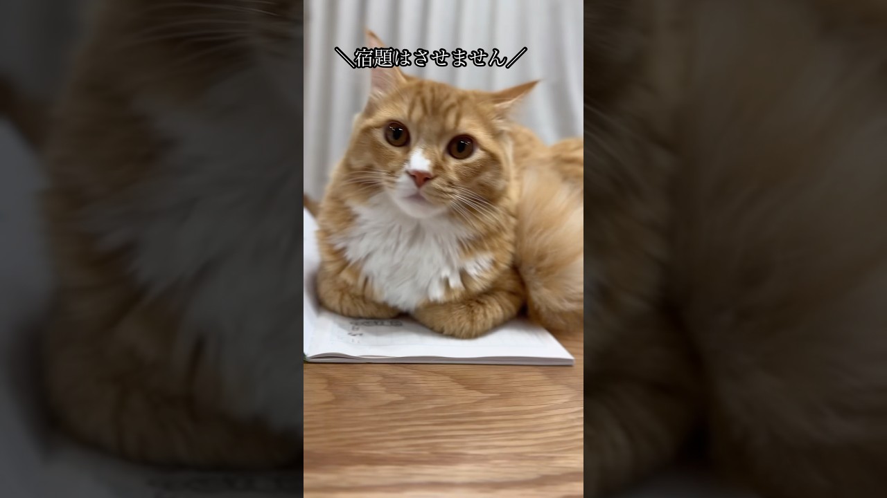 宿題をさせてくれないヴェルくん #猫#cat#サイベリアン#Siberian#子猫#고양이#猫のいる生活