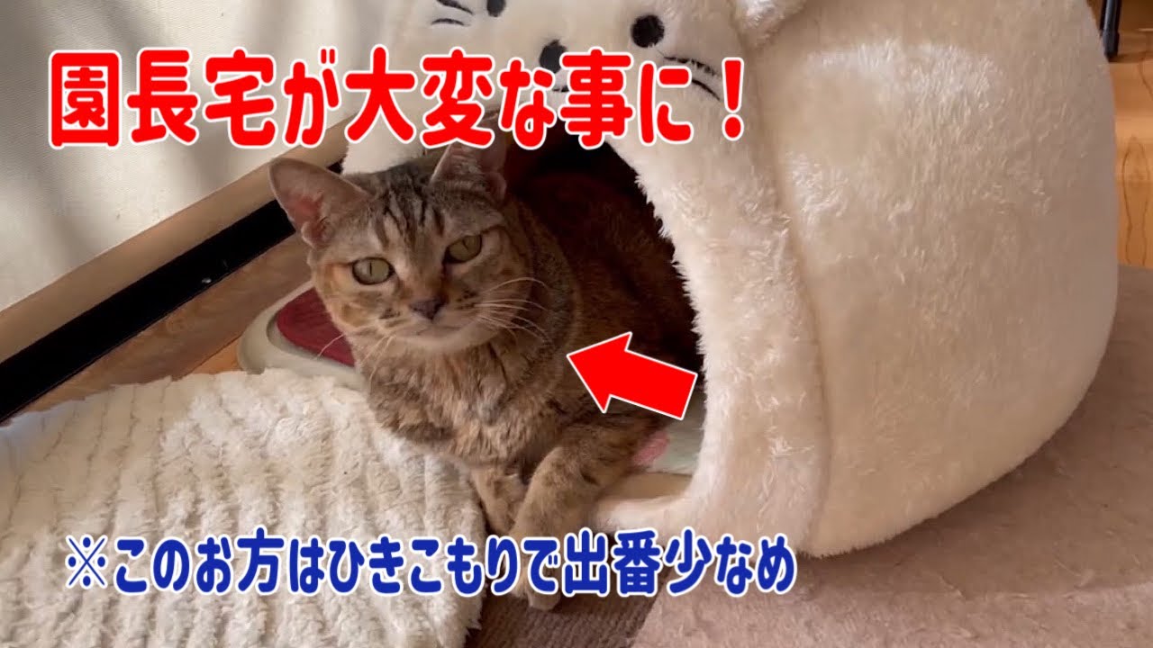 三毛猫＆サビ猫のちびっ子ギャングどもに支配され園長宅がカオス状態です