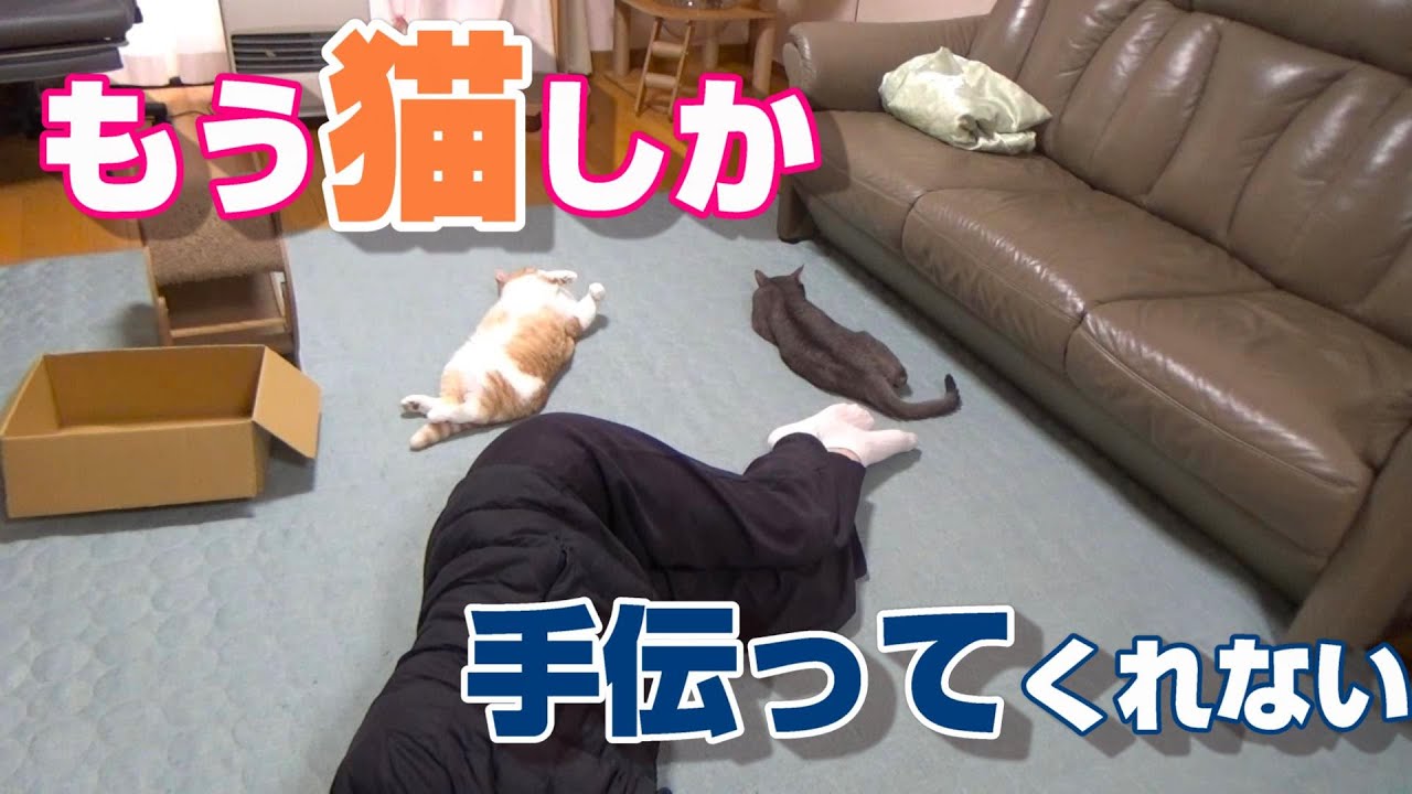 猫とホットカーペットを敷いたらこうなる【スコティッシュフォールド】【アビシニアン】