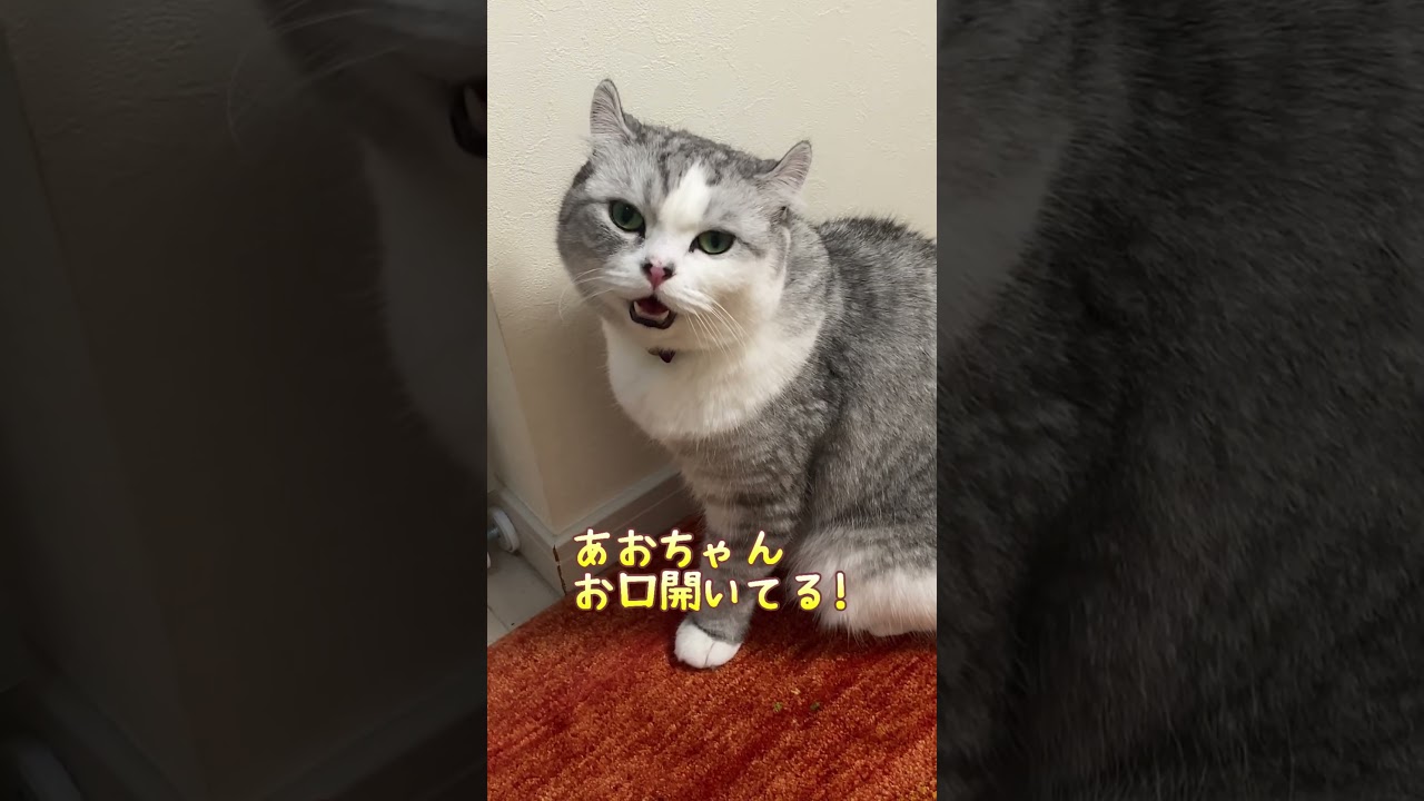 子猫の時からママっ子のまま育った兄猫の現在がこちら