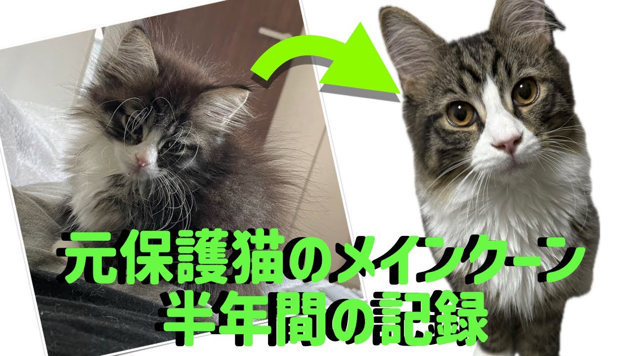 【元保護猫】2ヶ月の子猫が7ヶ月になるまで#メインクーン
